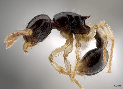 Tetramorium muralti - CASENT0411734
