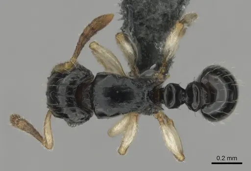 Tetramorium muralti - CASENT0815845