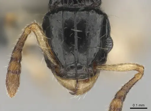 Tetramorium muralti - CASENT0815845