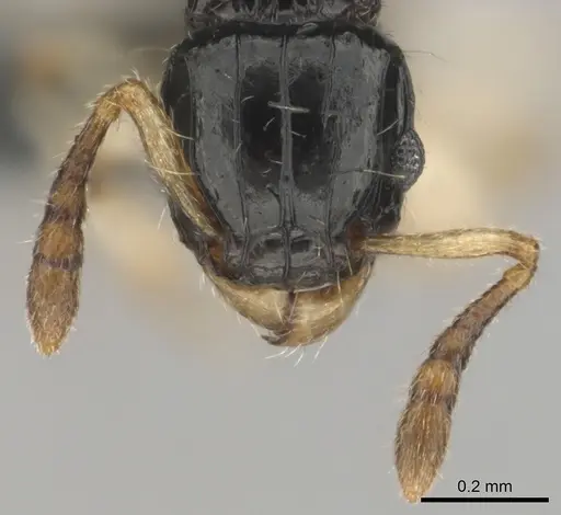 Tetramorium muralti - CASENT0815845