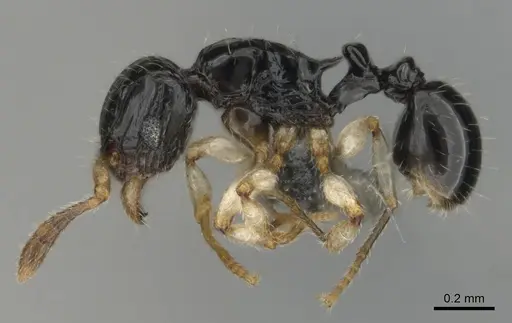 Tetramorium muralti - CASENT0815845