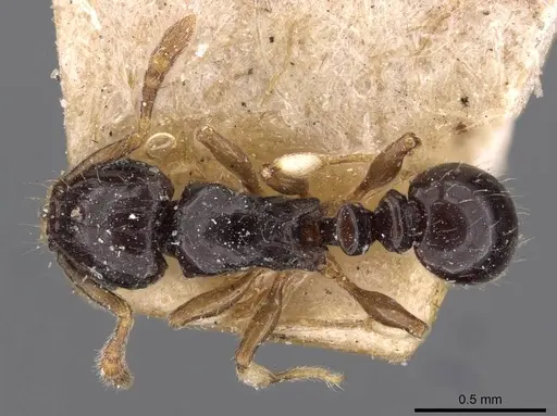 Tetramorium muralti - CASENT0909184