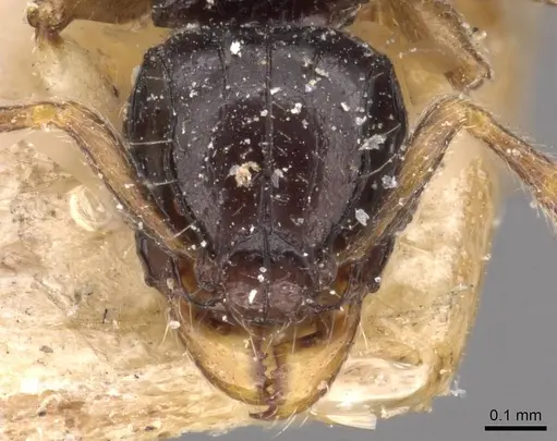 Tetramorium muralti - CASENT0909184