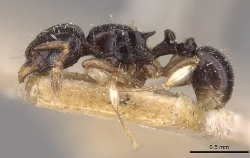 Tetramorium muralti - CASENT0909184