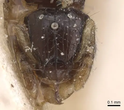 Tetramorium muralti - CASENT0915033