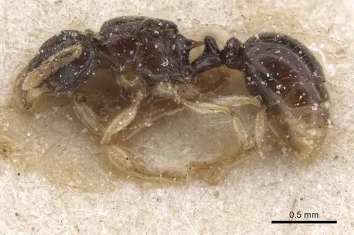 Tetramorium muralti - CASENT0915033