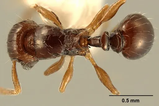 Tetramorium muralti - ZFMKHYM20096125