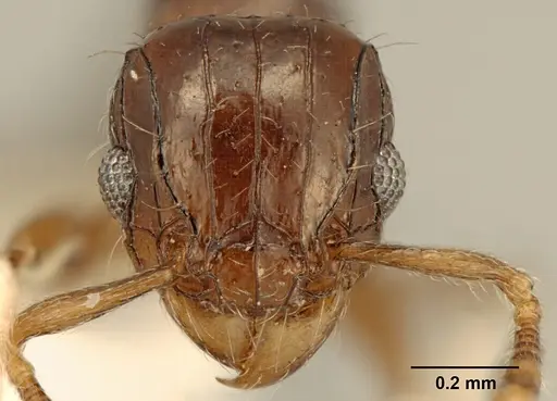 Tetramorium muralti - ZFMKHYM20096125