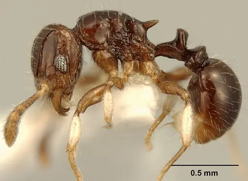 Tetramorium muralti - ZFMKHYM20096125