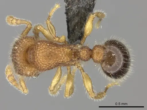 Tetramorium muscorum specimen
