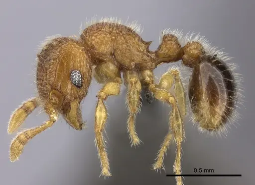 Tetramorium muscorum specimen