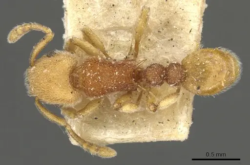 Tetramorium mutatum specimen