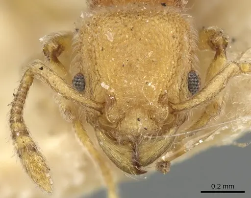 Tetramorium mutatum specimen