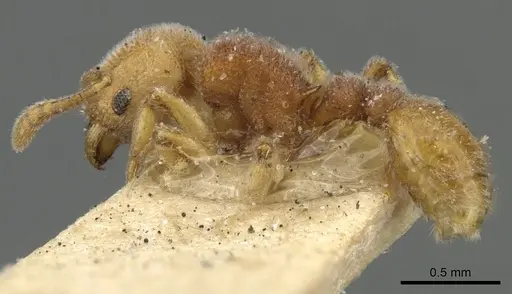 Tetramorium mutatum specimen