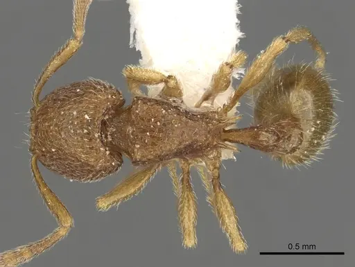 Tetramorium myops specimen