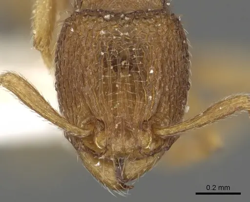 Tetramorium myops specimen