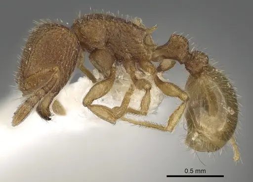 Tetramorium myops specimen