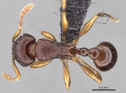 Tetramorium myrmidon specimen