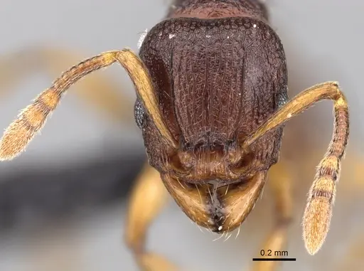 Tetramorium myrmidon specimen