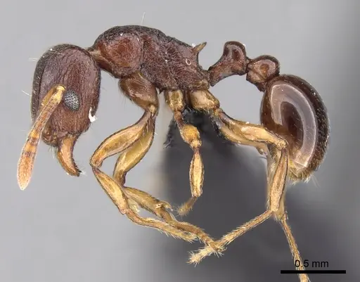 Tetramorium myrmidon specimen