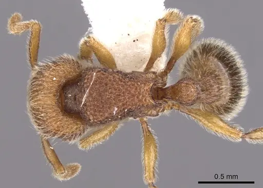 Tetramorium nacta specimen