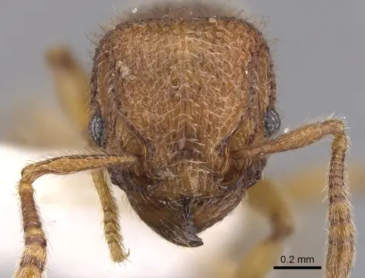 Tetramorium nacta specimen
