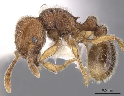 Tetramorium nacta specimen