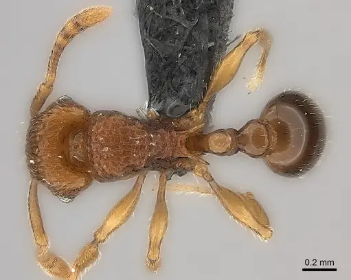 Tetramorium naganum specimen