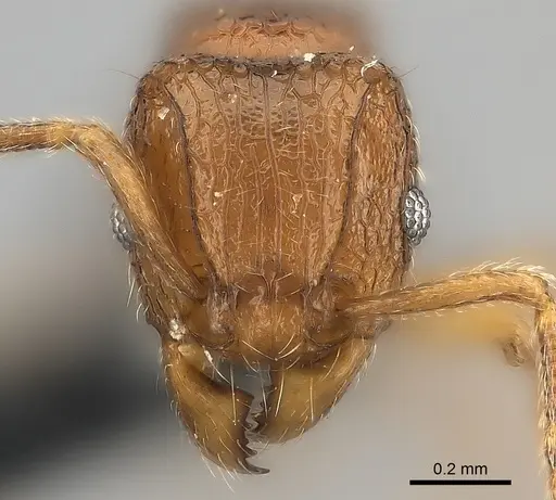 Tetramorium naganum specimen
