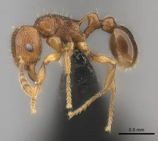 Tetramorium naganum specimen