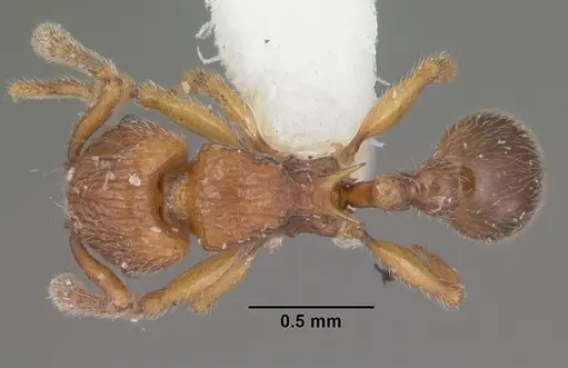 Tetramorium naganum - CASENT0102345