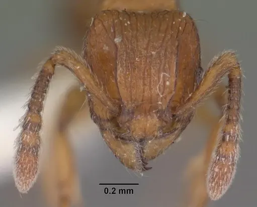 Tetramorium naganum - CASENT0102345