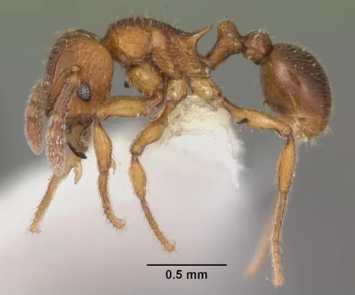 Tetramorium naganum - CASENT0102345