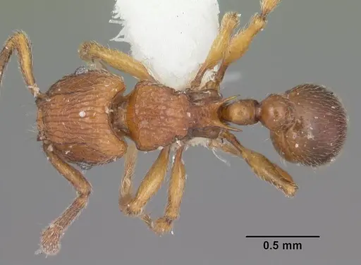 Tetramorium naganum - CASENT0102346