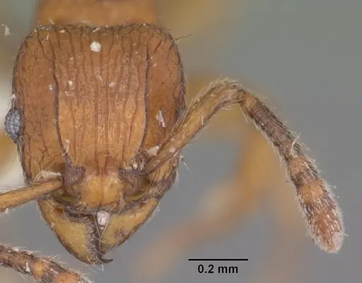Tetramorium naganum - CASENT0102346