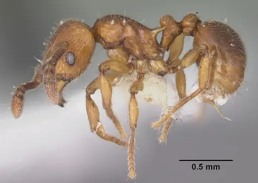 Tetramorium naganum - CASENT0102346