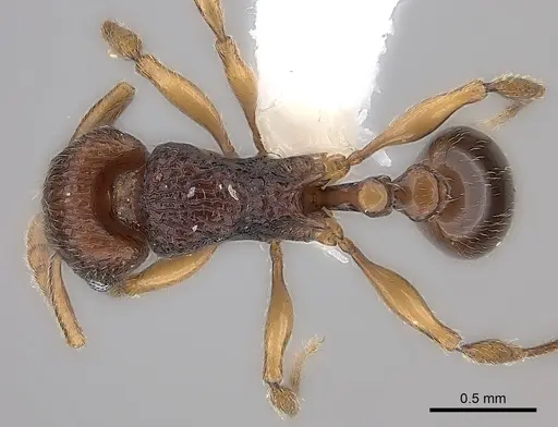 Tetramorium naganum - CASENT0189166