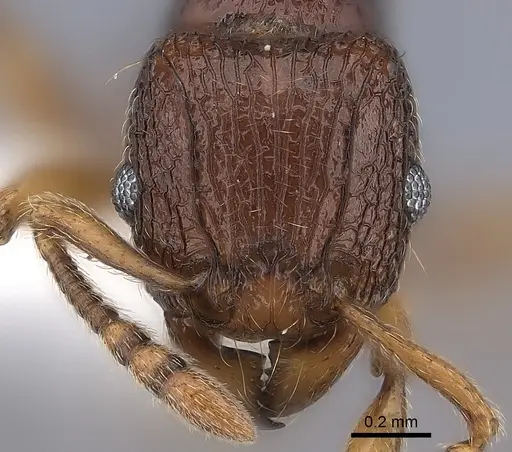 Tetramorium naganum - CASENT0189166