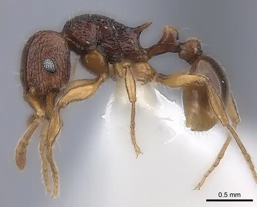 Tetramorium naganum - CASENT0189166