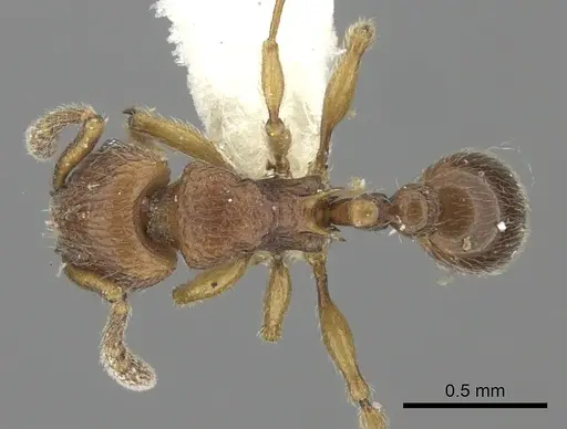 Tetramorium naganum - CASENT0235212