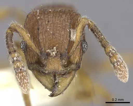 Tetramorium naganum - CASENT0235212