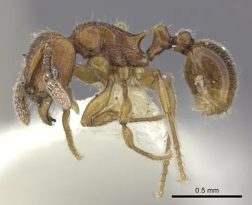 Tetramorium naganum - CASENT0235212