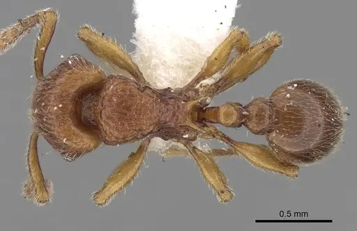 Tetramorium naganum - CASENT0280584