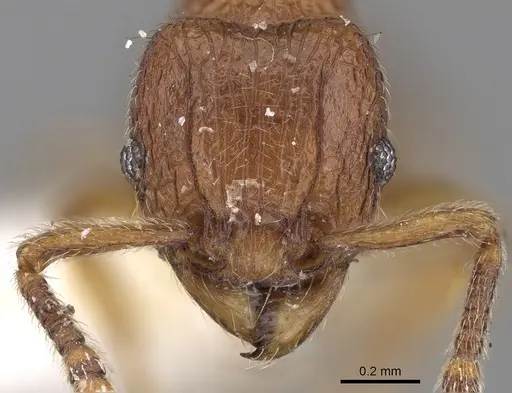 Tetramorium naganum - CASENT0280584
