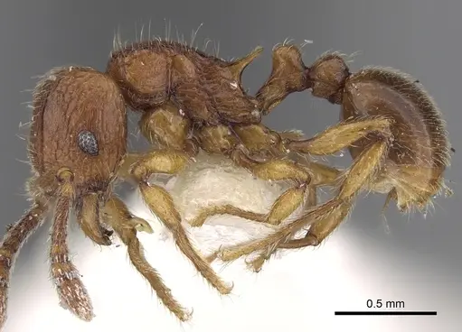 Tetramorium naganum - CASENT0280584
