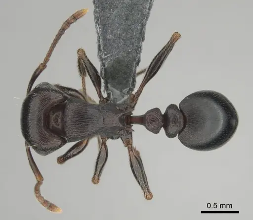 Tetramorium nama specimen