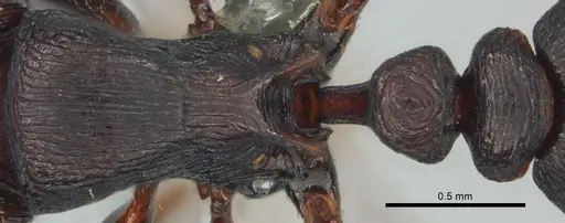 Tetramorium nama specimen