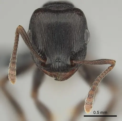 Tetramorium nama - CASENT0818990
