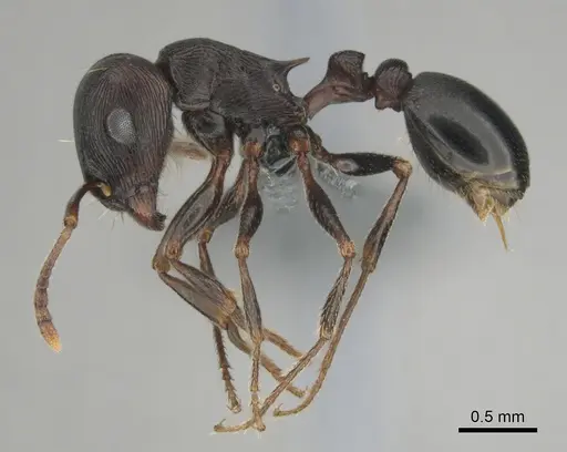 Tetramorium nama - CASENT0818990