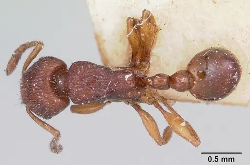 Tetramorium nassonowii specimen